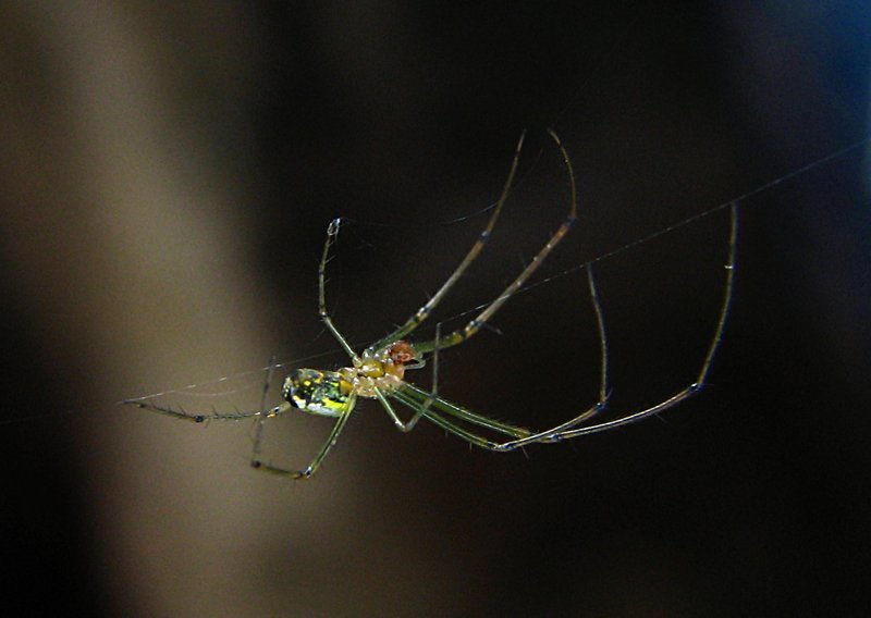 jun 10 3275 kitchen leucauge
