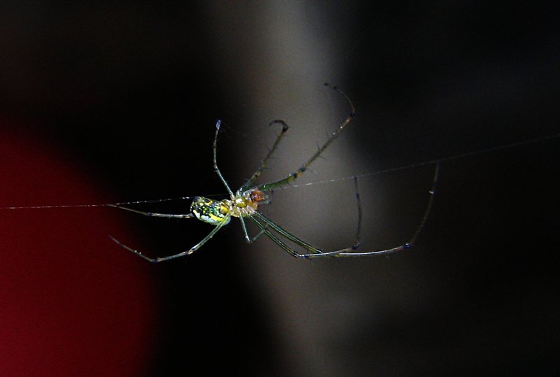 jun 10 3276 kitchen leucauge hair
