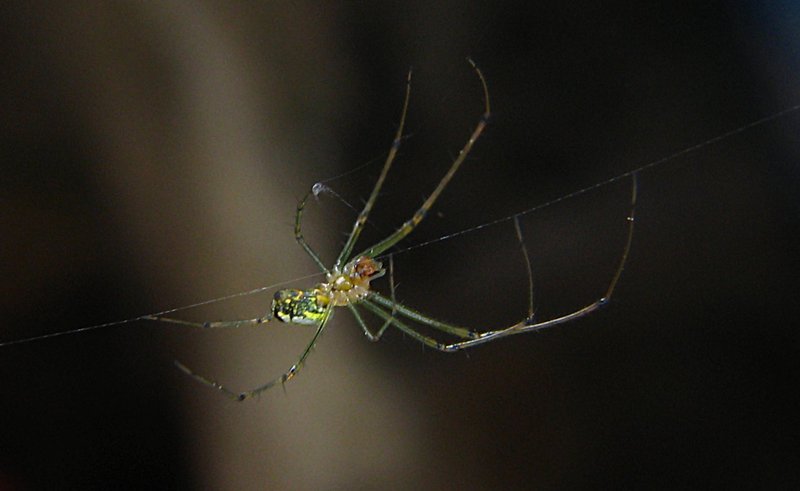 jun 10 3277 kitchen leucauge