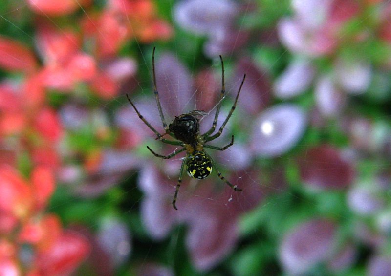 jun 10 3289 leucauge breakfast
