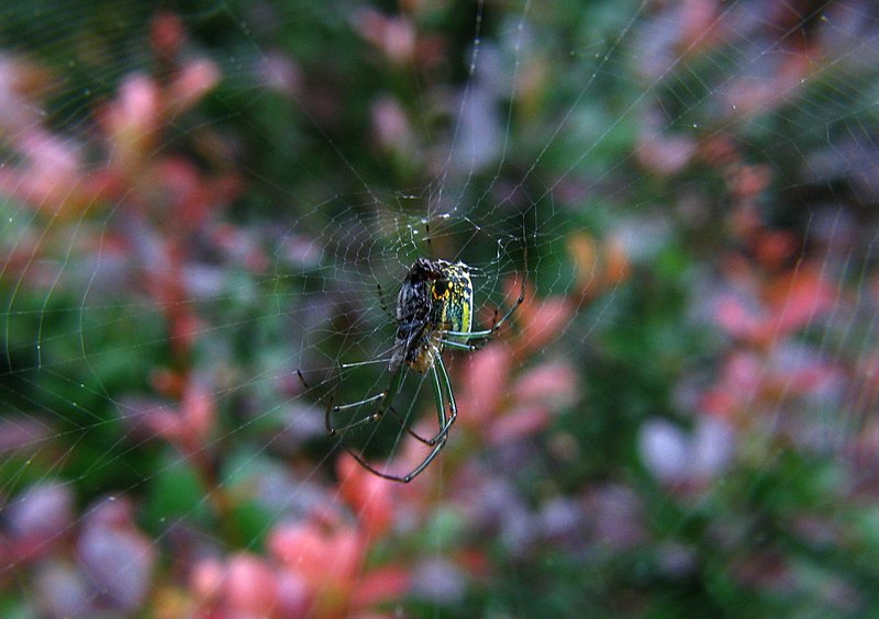 jun 10 3304 leucauge side breakfast