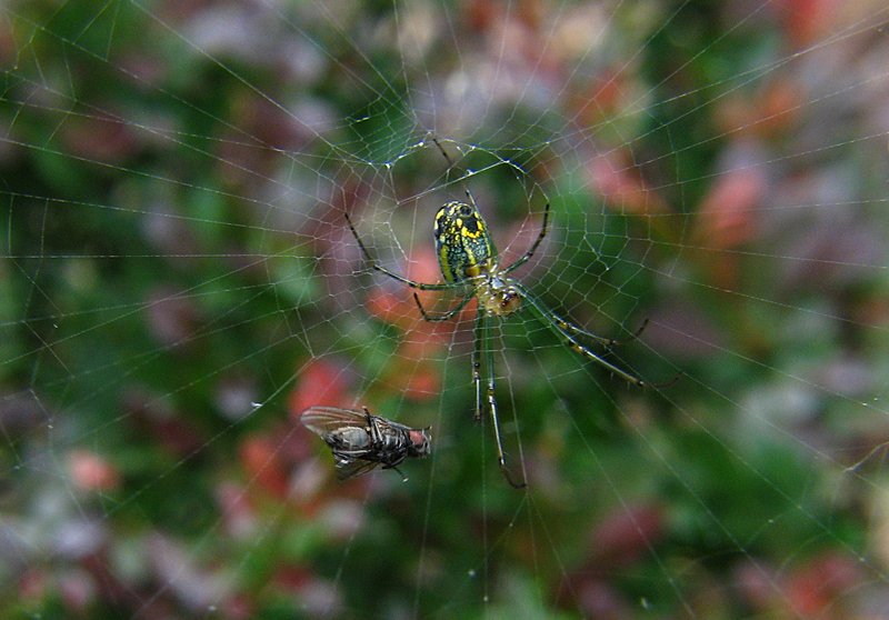 jun 10 3391 lunch fly