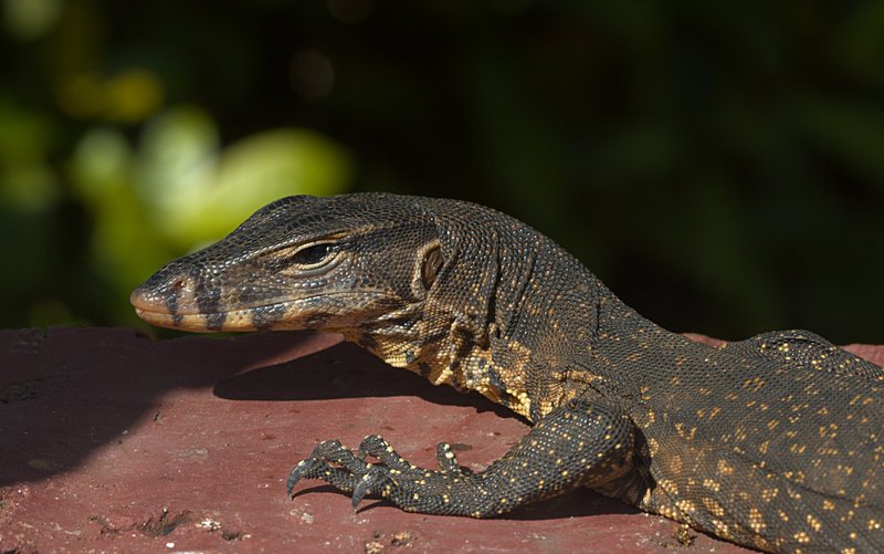 Lizard Eyes