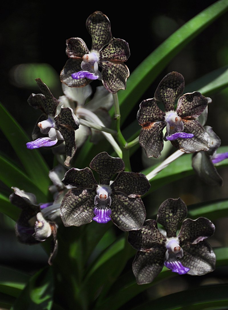 Black Orchid Flower For Sale