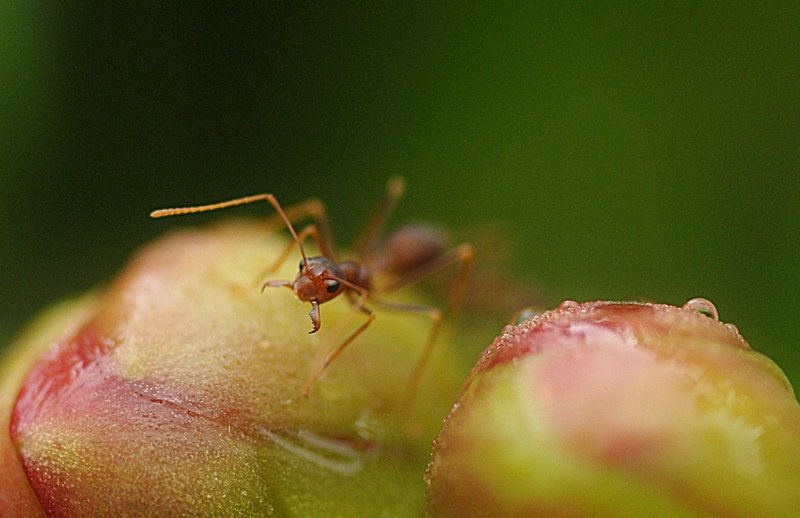 Ant Climbing