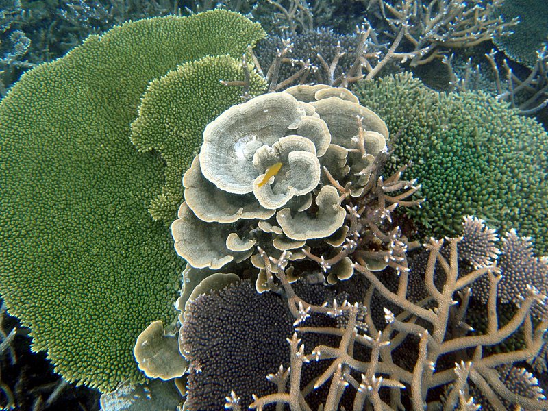 Coral Types