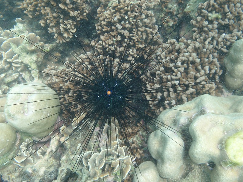 Star Urchin