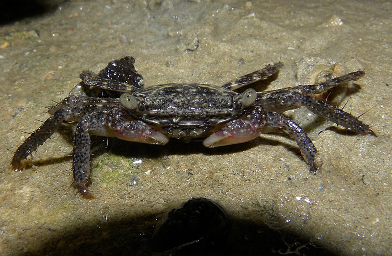 may 10 0798 hairy crab