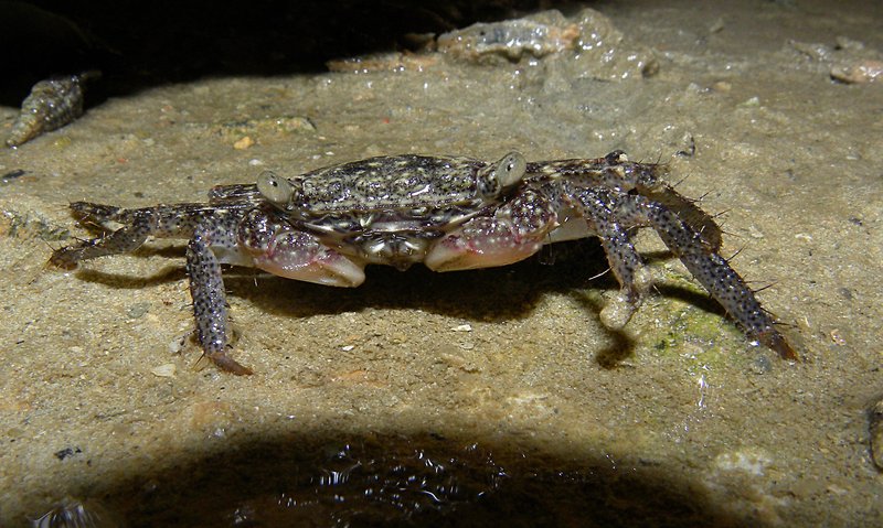 may 10 0802 crab