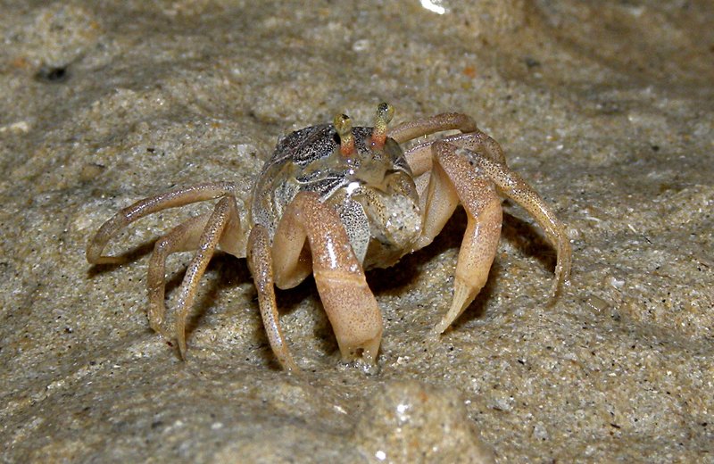 may 10 0804 little crab