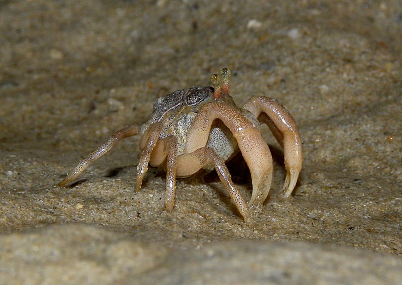 may 10 0809 little crab side