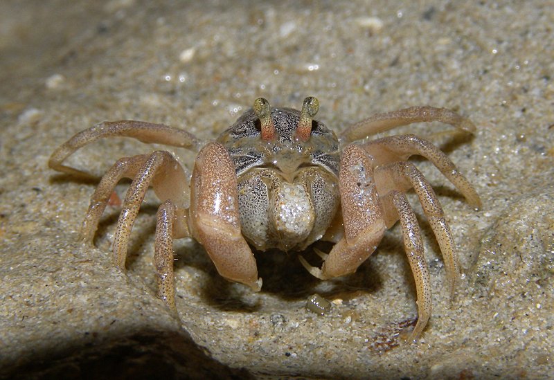 may 10 0812 little crab