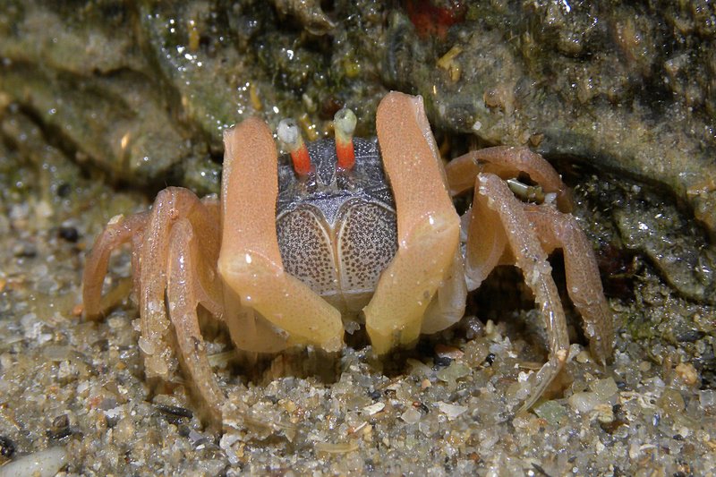 may 10 0817 little crab