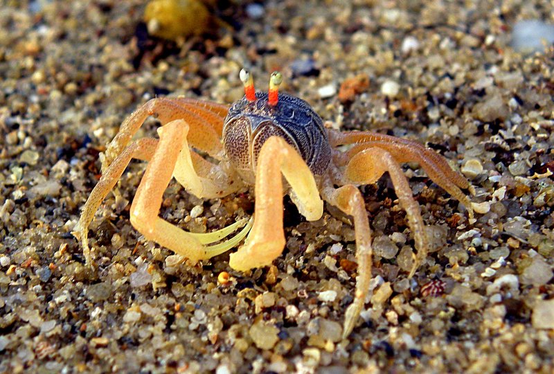 may 10 0819 little crab
