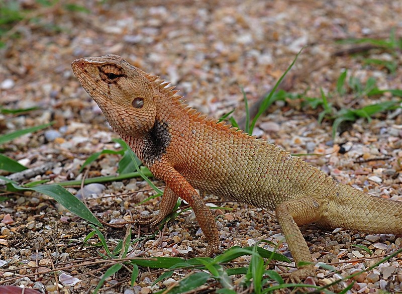 may 16 5319 gecko close
