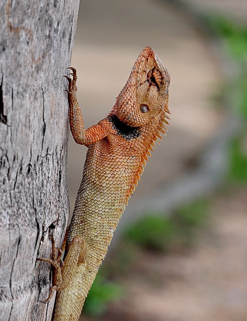 may 16 5328 gecko tree