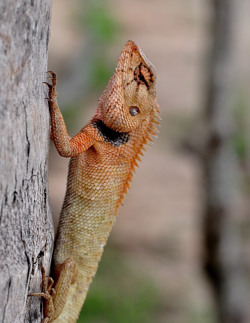 may 16 5335 gecko tree