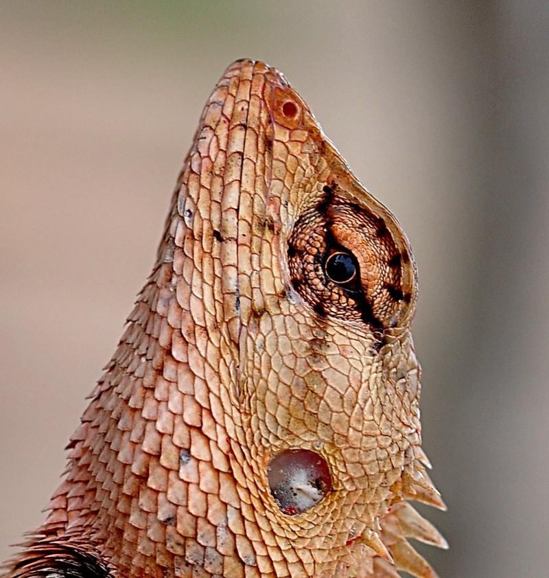 may 16 5338 gecko eye