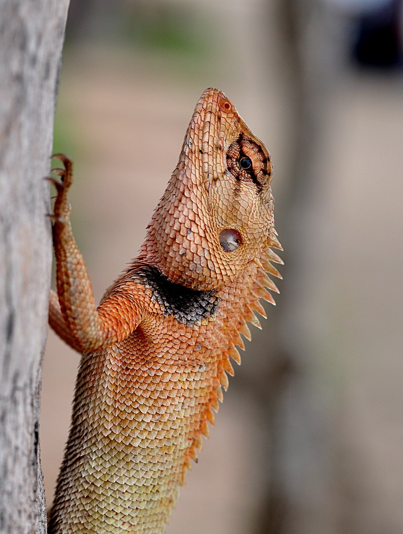 may 16 5338 gecko tree