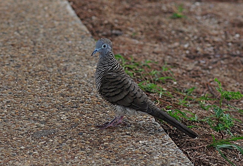 may 16 5374 dove