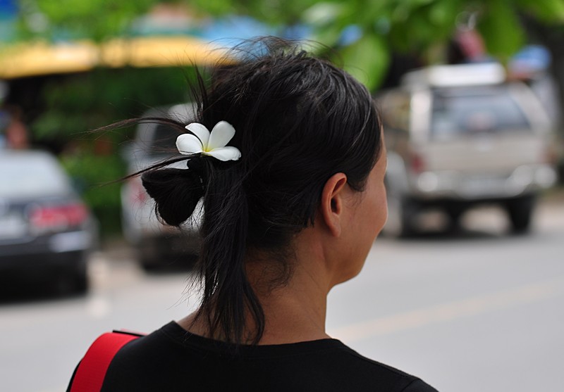 may 16 5376 frangipani girl