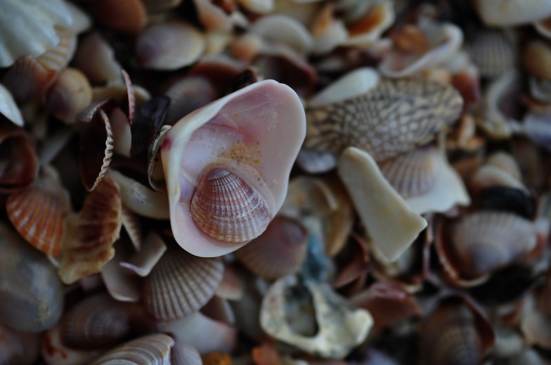 may 16 5469 shells