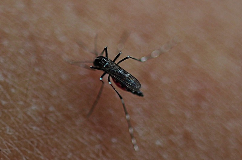 may 16 5516 mosquito white band