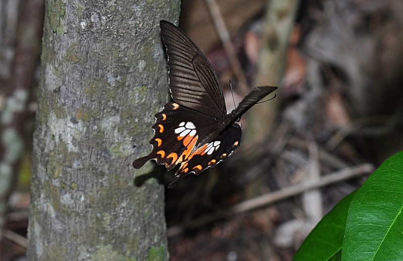 may 16 5522 flying bfly