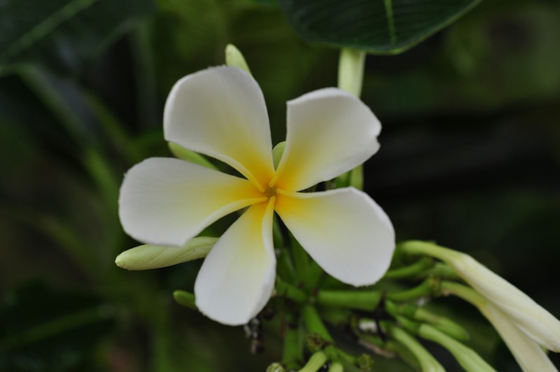 may 16 5579 frangipani