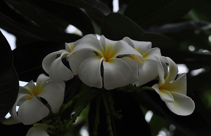 may 16 5583 frangipani