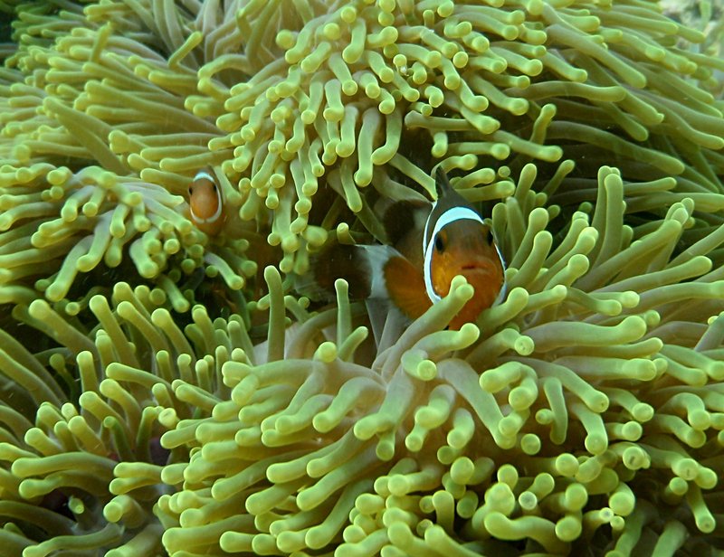 Smiling Clown Fish