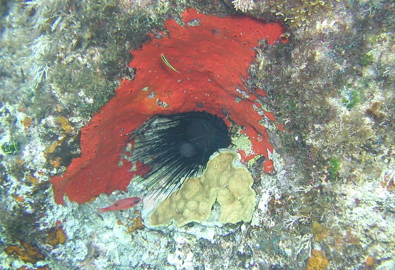 red coral fish