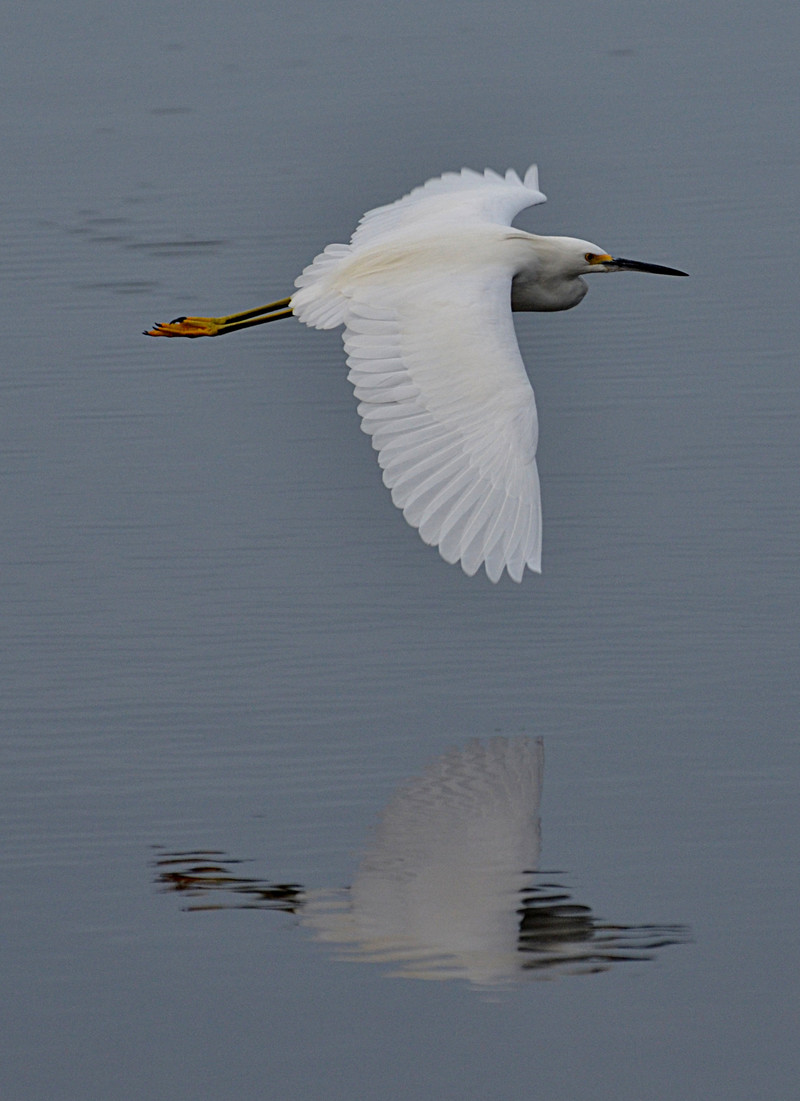 nov 16 9355 white kingfisher