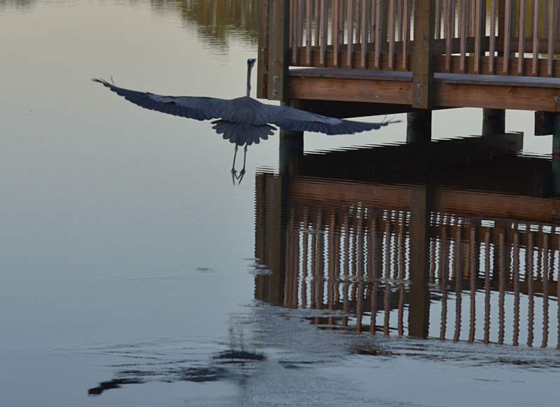 nov 16 9437 blue heron flying from behind