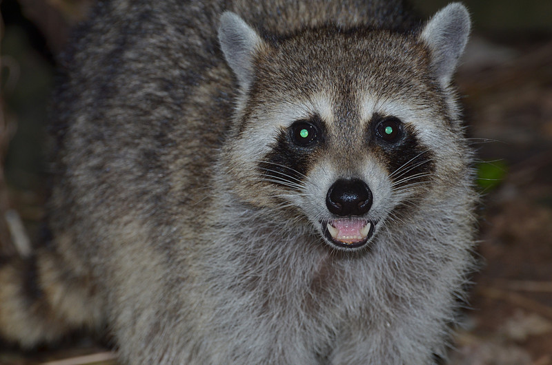 nov 16 9538 raccoon eyes