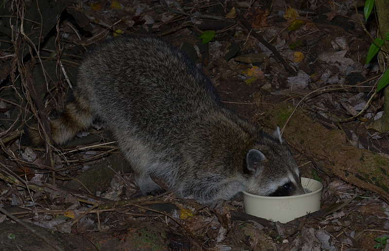 nov 16 9541 raccoon drinking