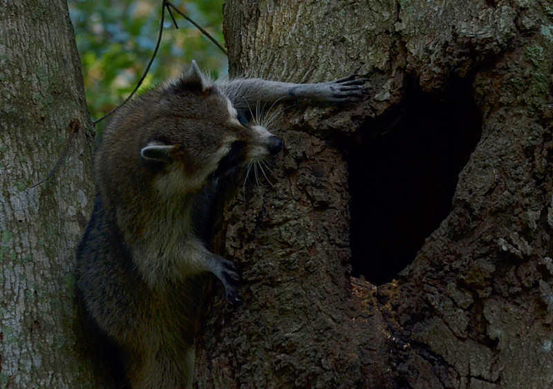 nov 16 9562 raccoon entering tree home