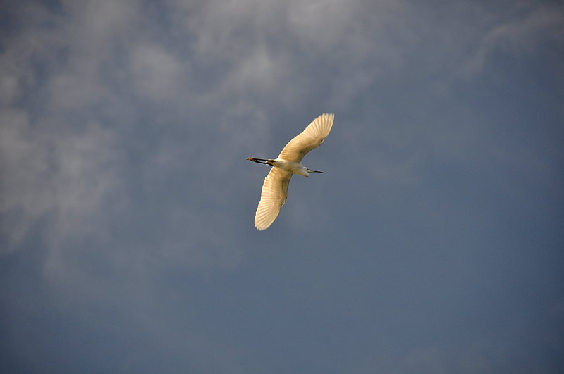 nov 18 1589 gull wings