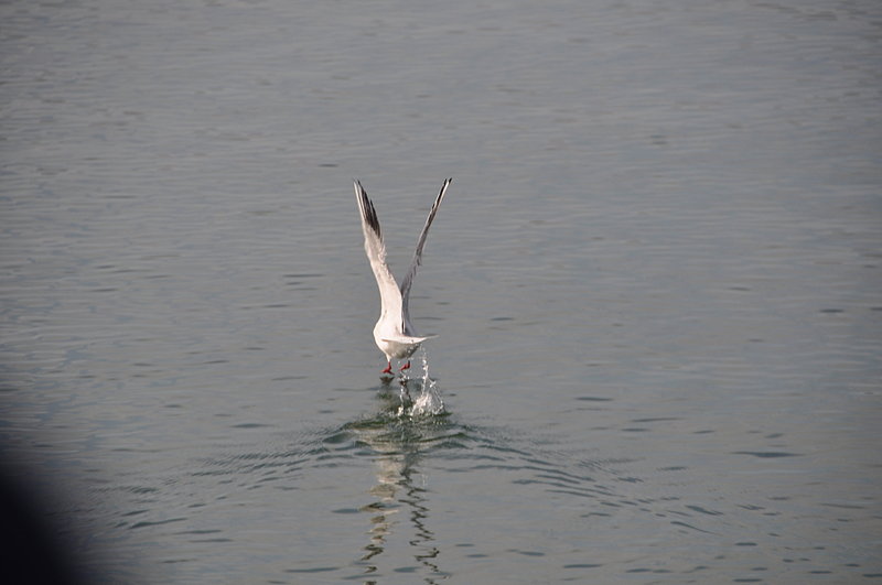 nov 18 1704 seagull takeoff