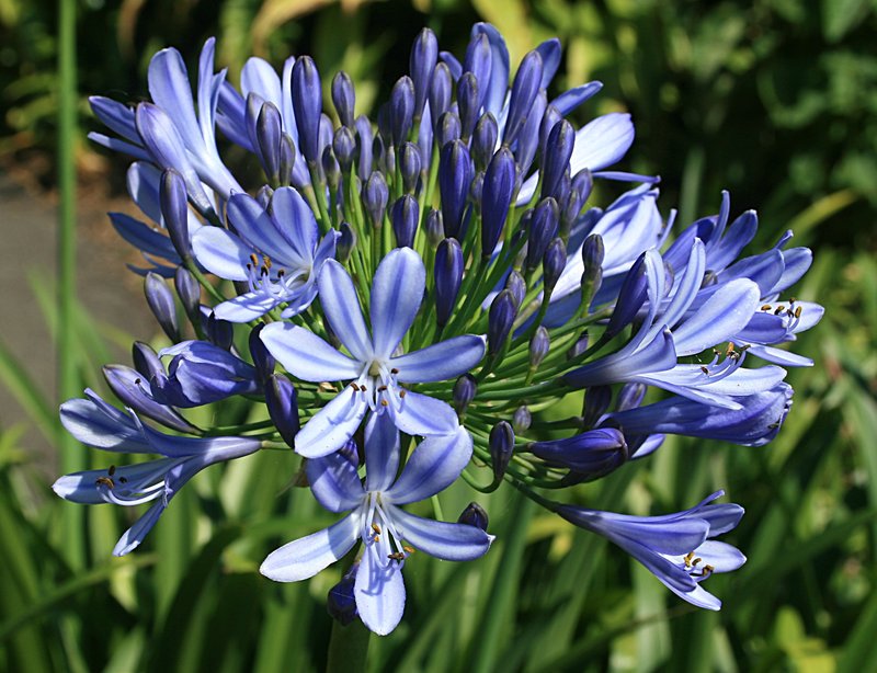 nov 19 3399 blue flowers