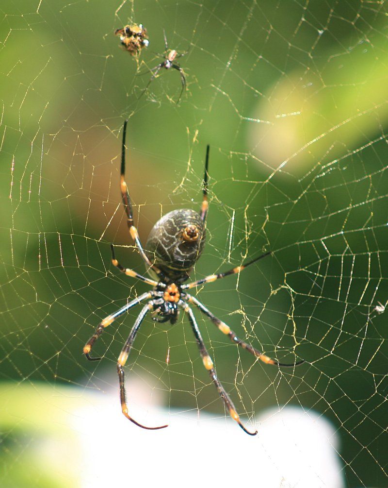 nov 19 3414 male female nephila