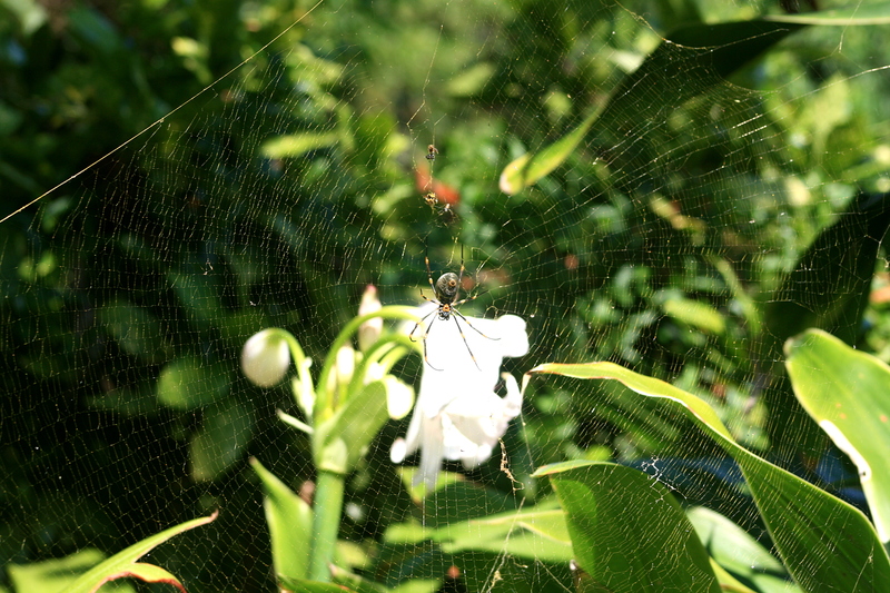 nov 19 3417 nephila web