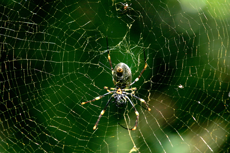 nov 19 3517 nephila