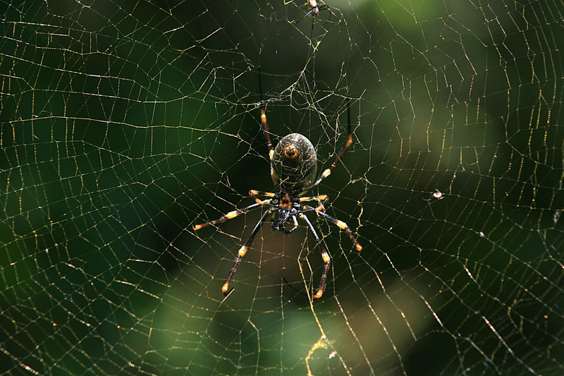 nov 19 3518 nephila