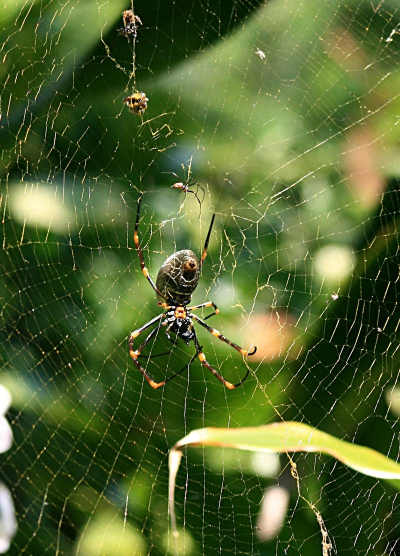 nov 19 3529 male female nephila