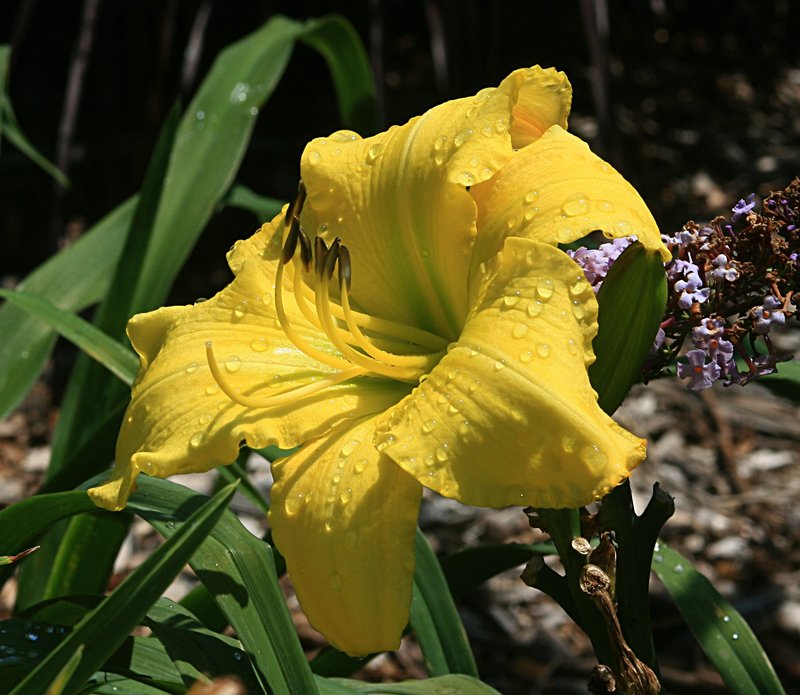 nov 19 3533 yellow flower