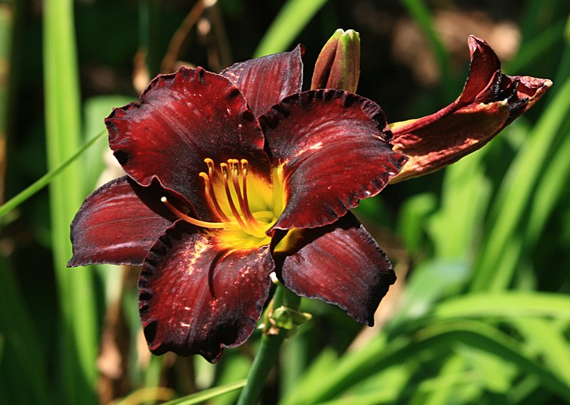 nov 19 3541 lily