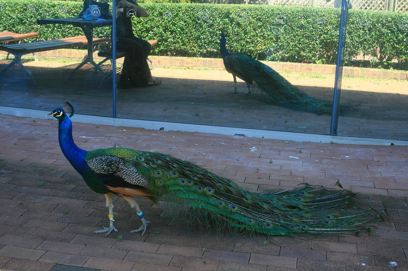 nov 20 3704 peacock reflection