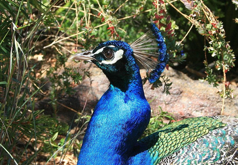 nov 20 3720 peacock head
