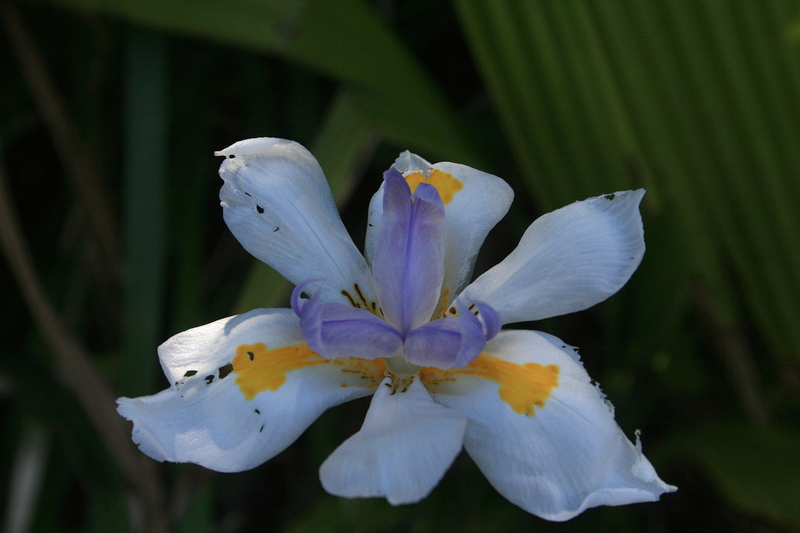 nov 20 3737 white flower